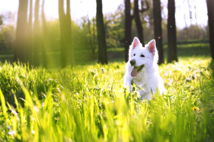 Animal swiss shepherd HD Desktop Wallpaper | Background Image