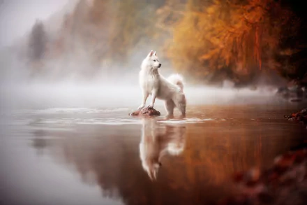 Animal swiss shepherd HD Desktop Wallpaper | Background Image