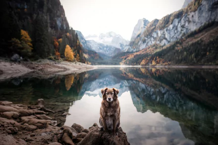 depth of field reflection Animal nova scotia duck tolling retriever HD Desktop Wallpaper | Background Image