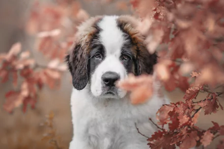 Animal St. Bernard HD Desktop Wallpaper | Background Image