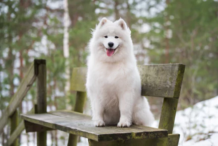 Animal samoyed HD Desktop Wallpaper | Background Image