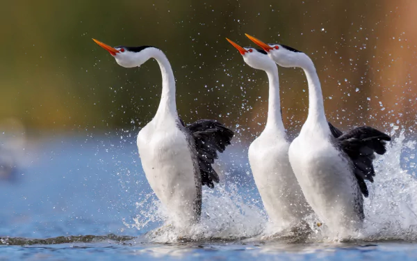 Western grebe Animal Grebe HD Desktop Wallpaper | Background Image