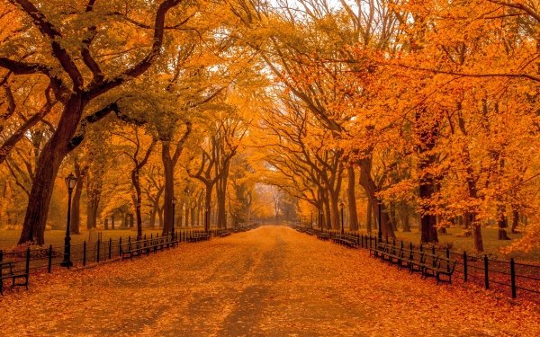 Man Made Central Park Fall New York Park HD Wallpaper | Background Image