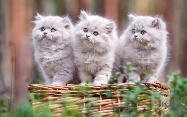 baby animal persian cat kitten Animal cat HD Desktop Wallpaper | Background Image