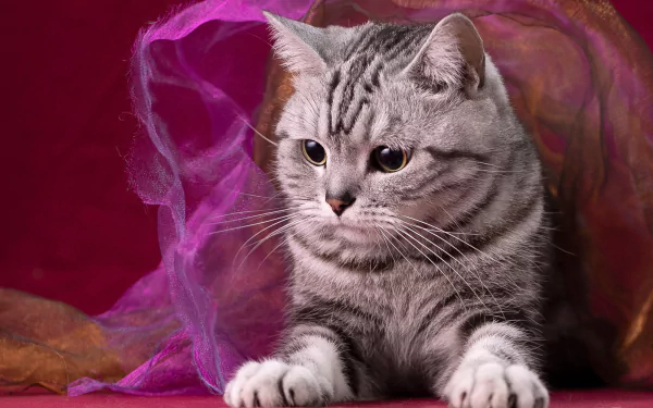 tabby cat Animal cat HD Desktop Wallpaper | Background Image