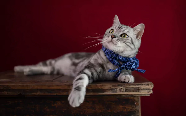 tabby cat Animal cat HD Desktop Wallpaper | Background Image