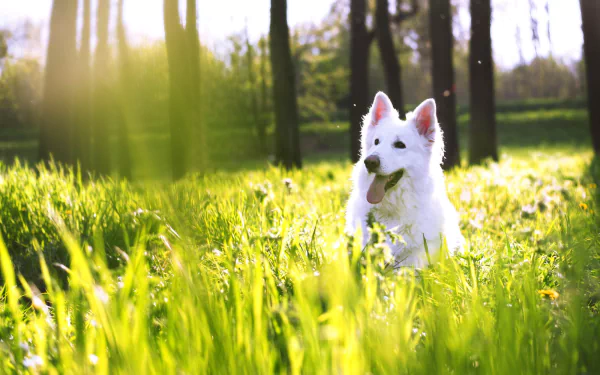 Animal swiss shepherd HD Desktop Wallpaper | Background Image