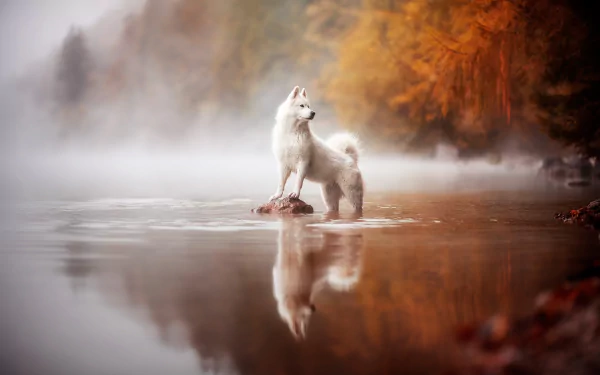 Animal swiss shepherd HD Desktop Wallpaper | Background Image