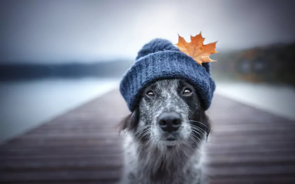 hat Animal border collie HD Desktop Wallpaper | Background Image