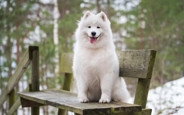 Animal samoyed HD Desktop Wallpaper | Background Image