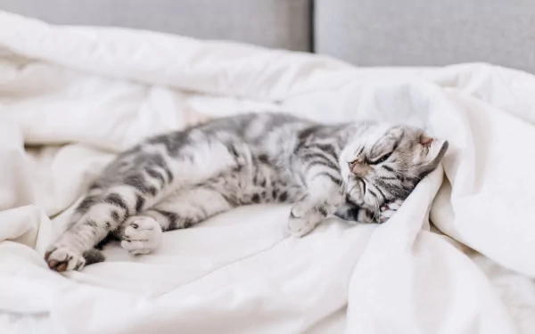sleeping tabby cat Animal cat HD Desktop Wallpaper | Background Image