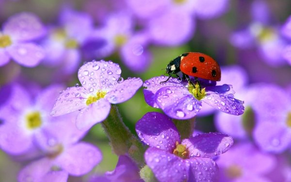 Animal Ladybug Macro Purple Flower HD Wallpaper | Background Image