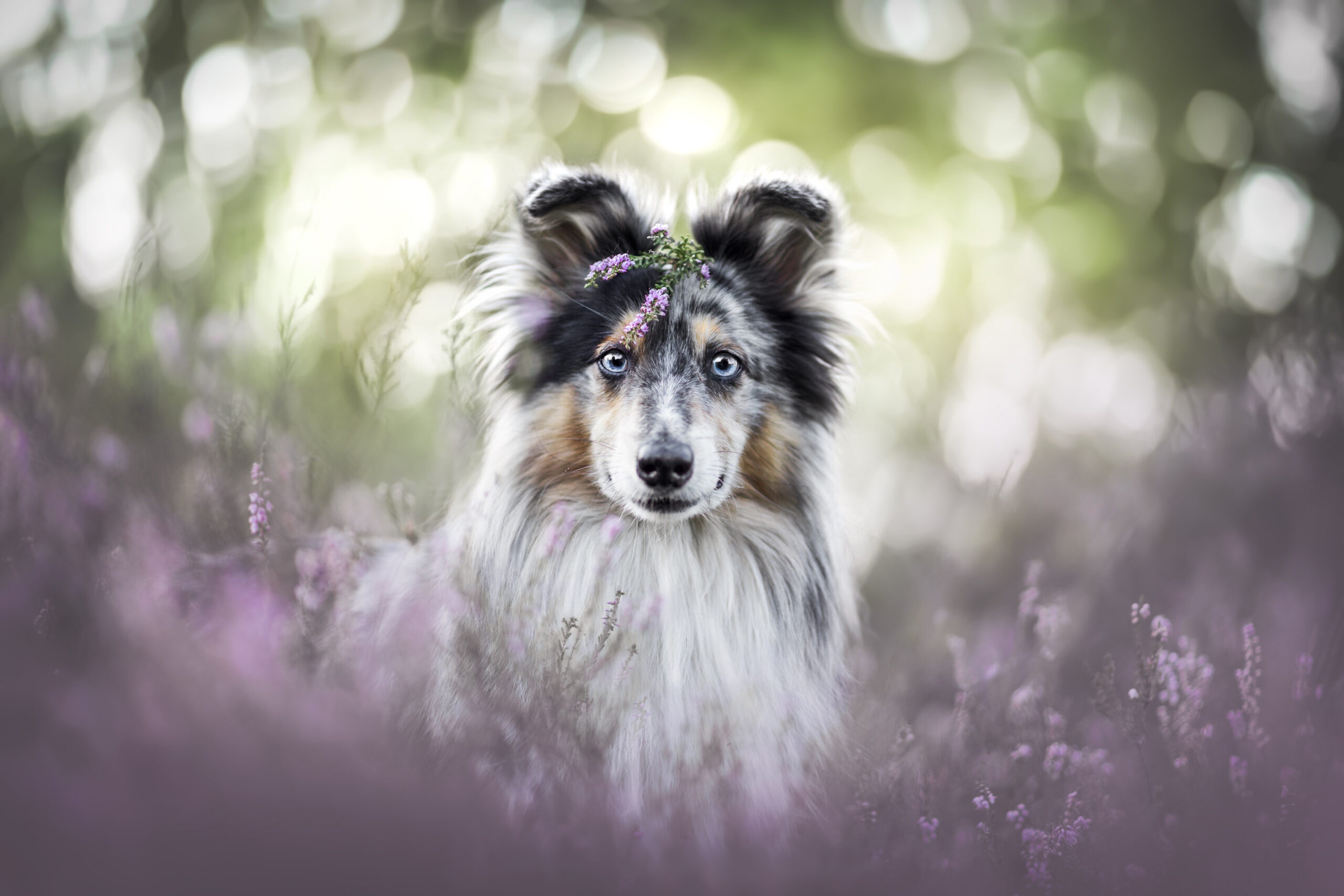 Download Puppy Baby Animal Animal Shetland Sheepdog HD Wallpaper