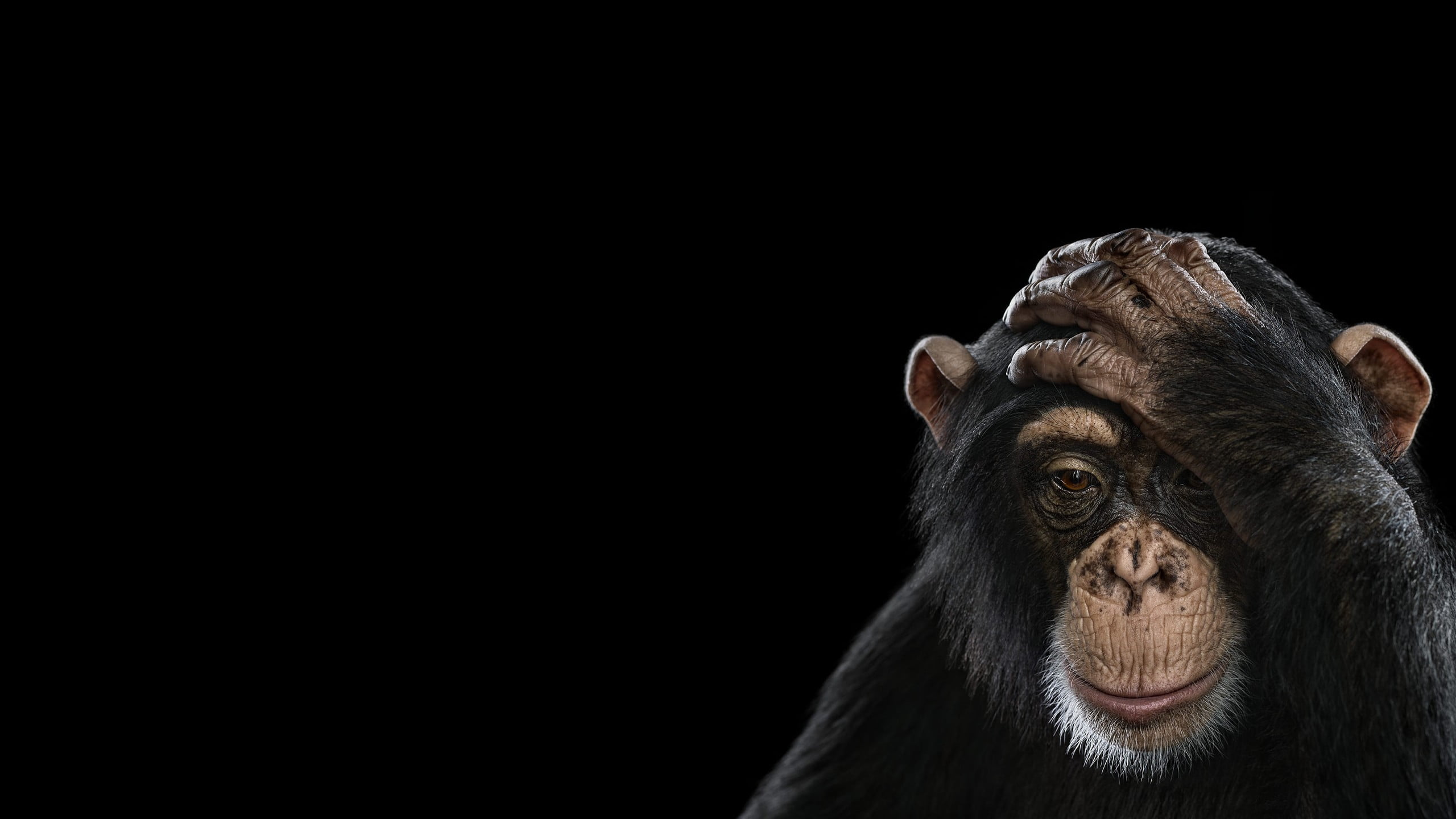 Download Animal Chimpanzee HD Wallpaper