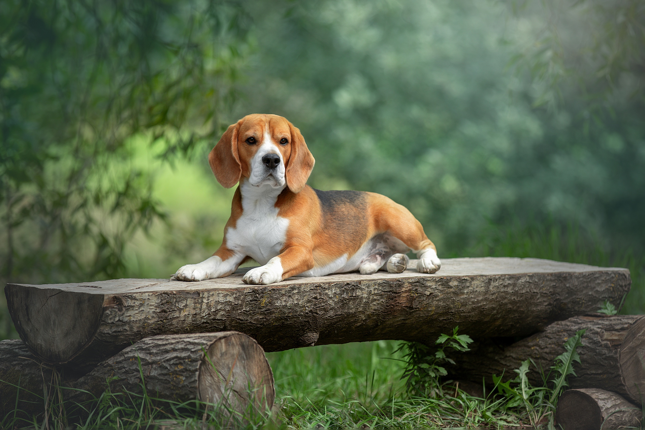 1280x2120 Beagle iPhone 6 HD 4k Wallpapers Images Backgrounds Photos  and Pictures
