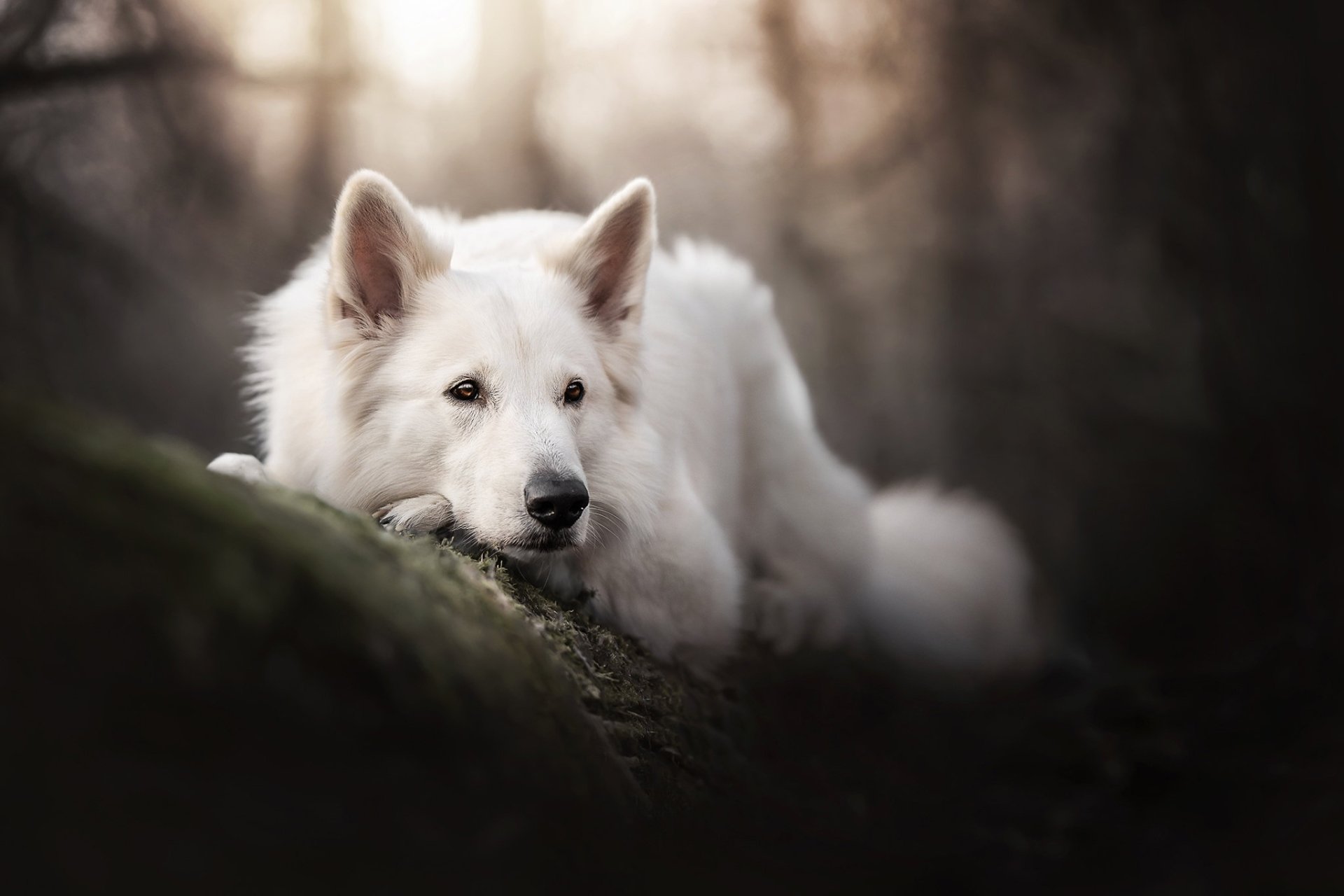 Download Animal Swiss Shepherd HD Wallpaper