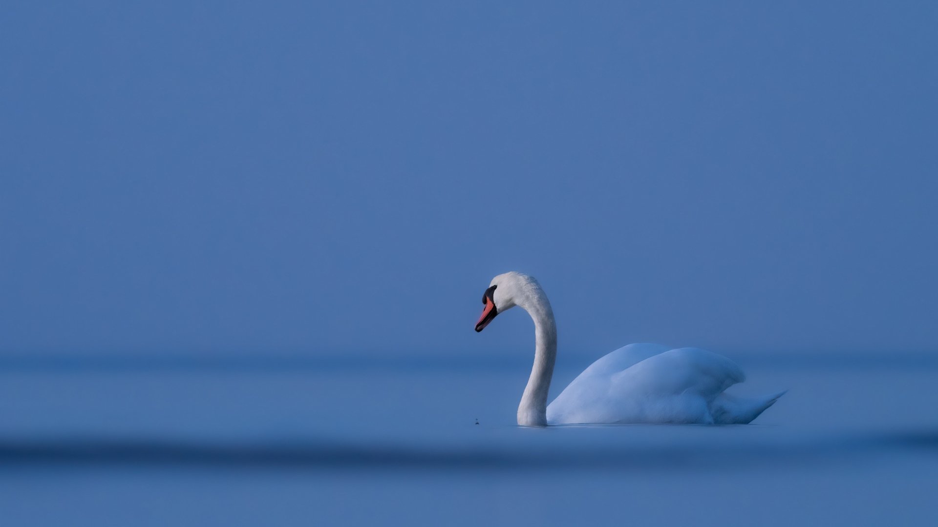 Download Animal Mute Swan 4k Ultra HD Wallpaper