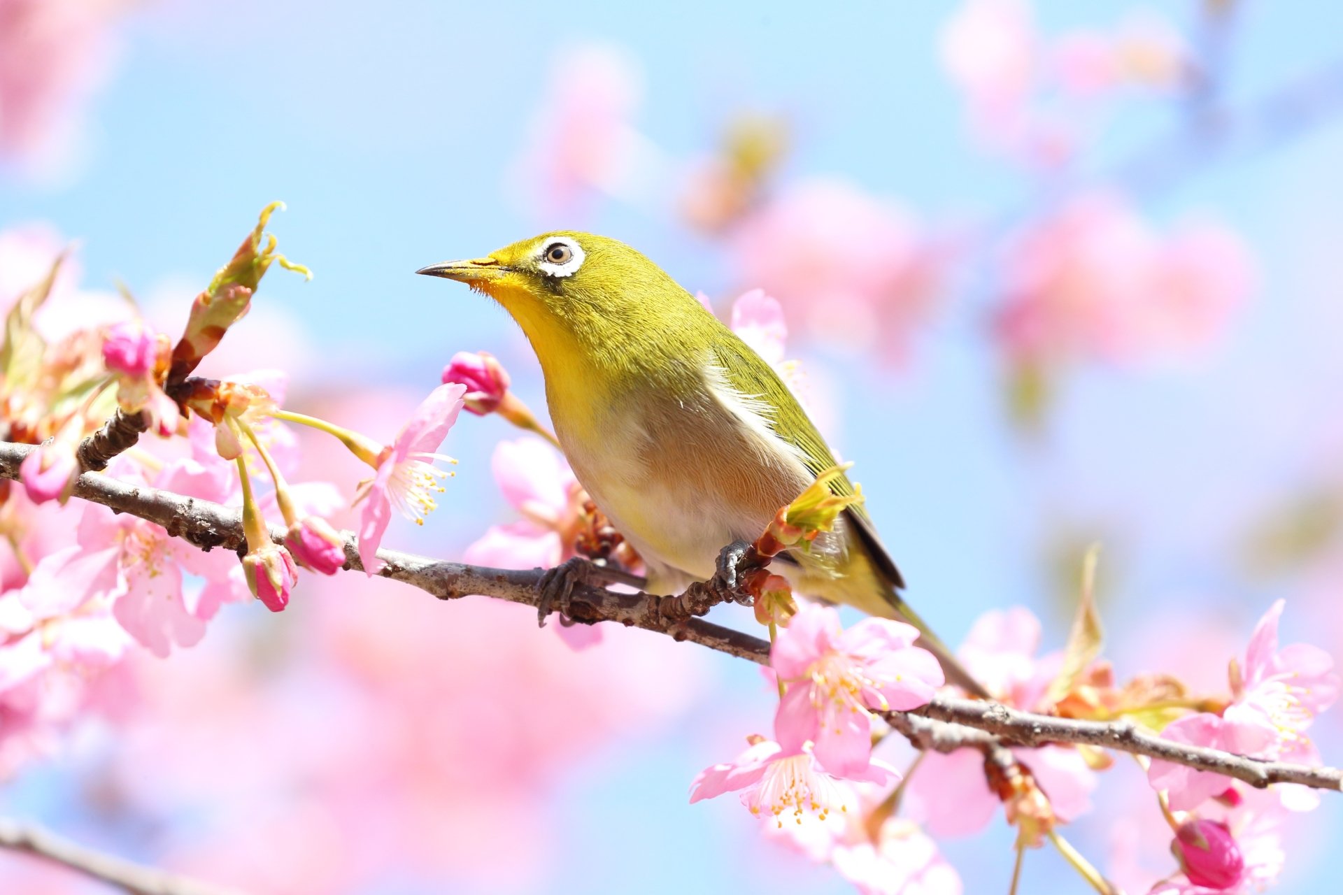 Download Animal Japanese White-eye 4k Ultra HD Wallpaper