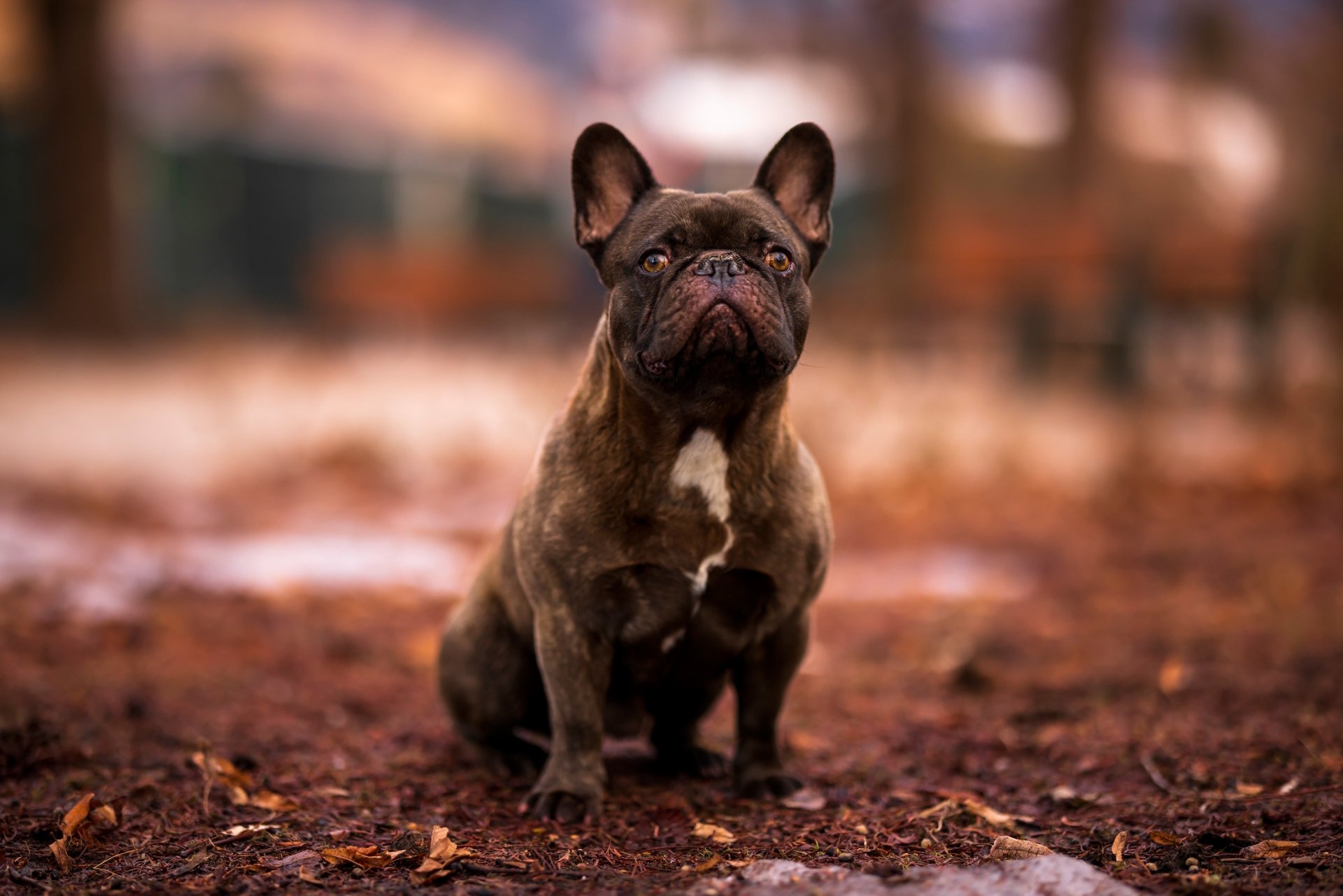 Download Animal French Bulldog 4k Ultra HD Wallpaper