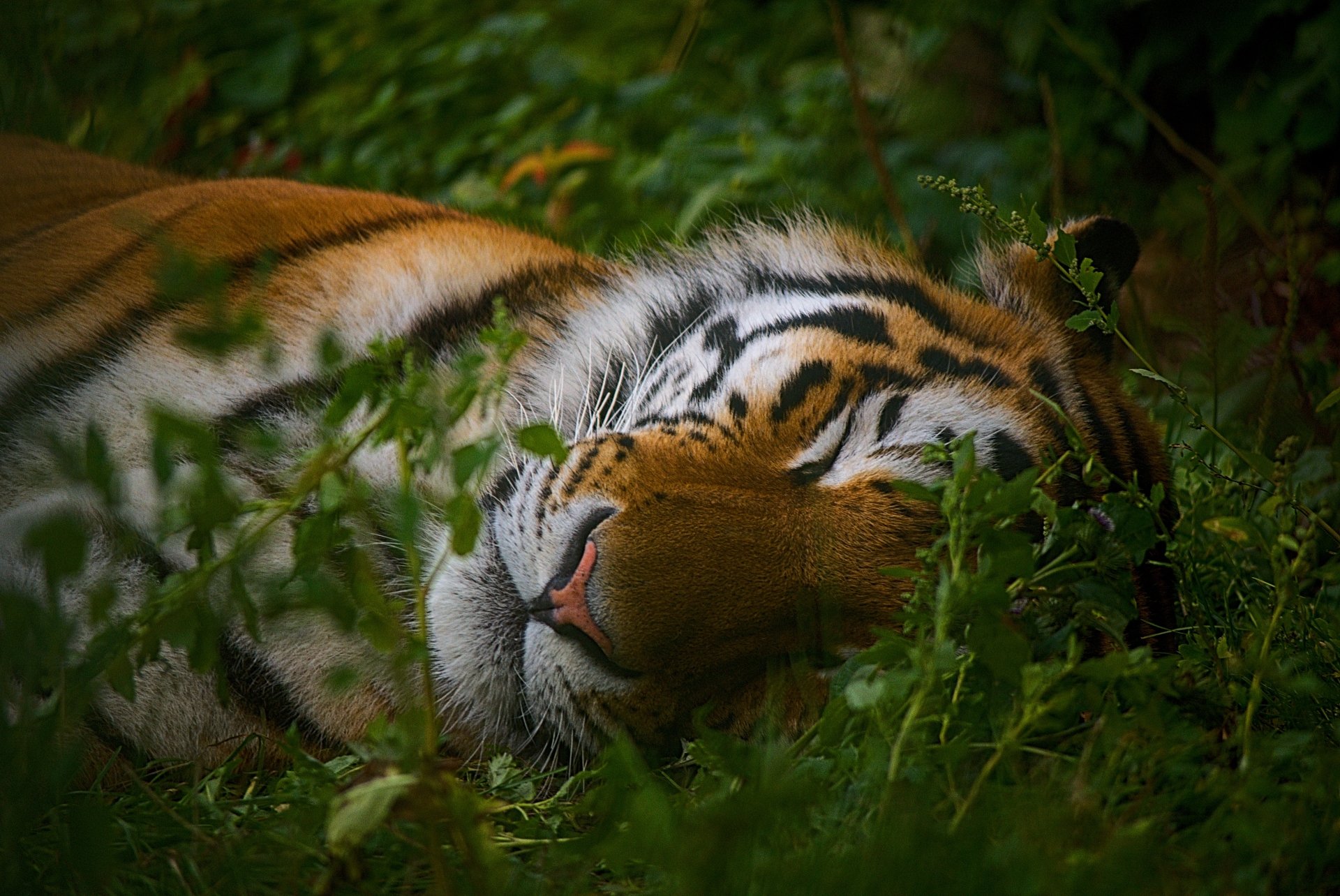 Download Sleeping Animal Tiger 4k Ultra HD Wallpaper