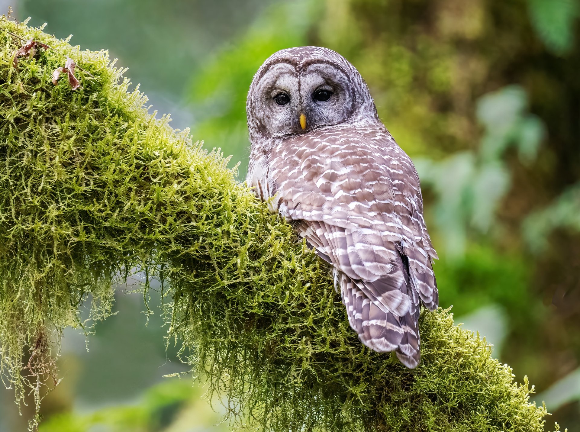 Download Animal Barred Owl 4k Ultra HD Wallpaper