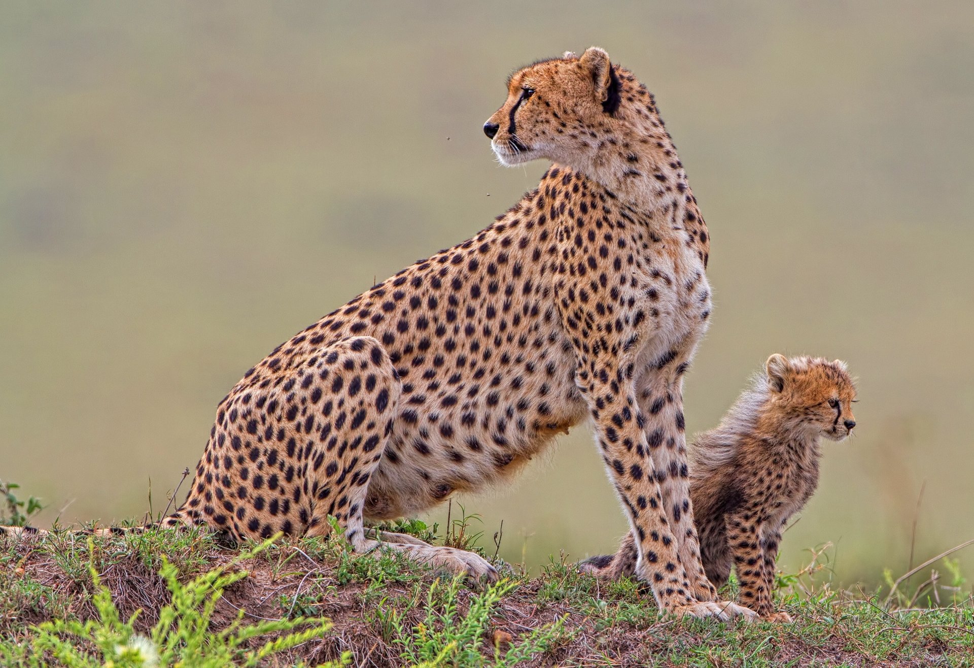 Download Animal Cheetah HD Wallpaper