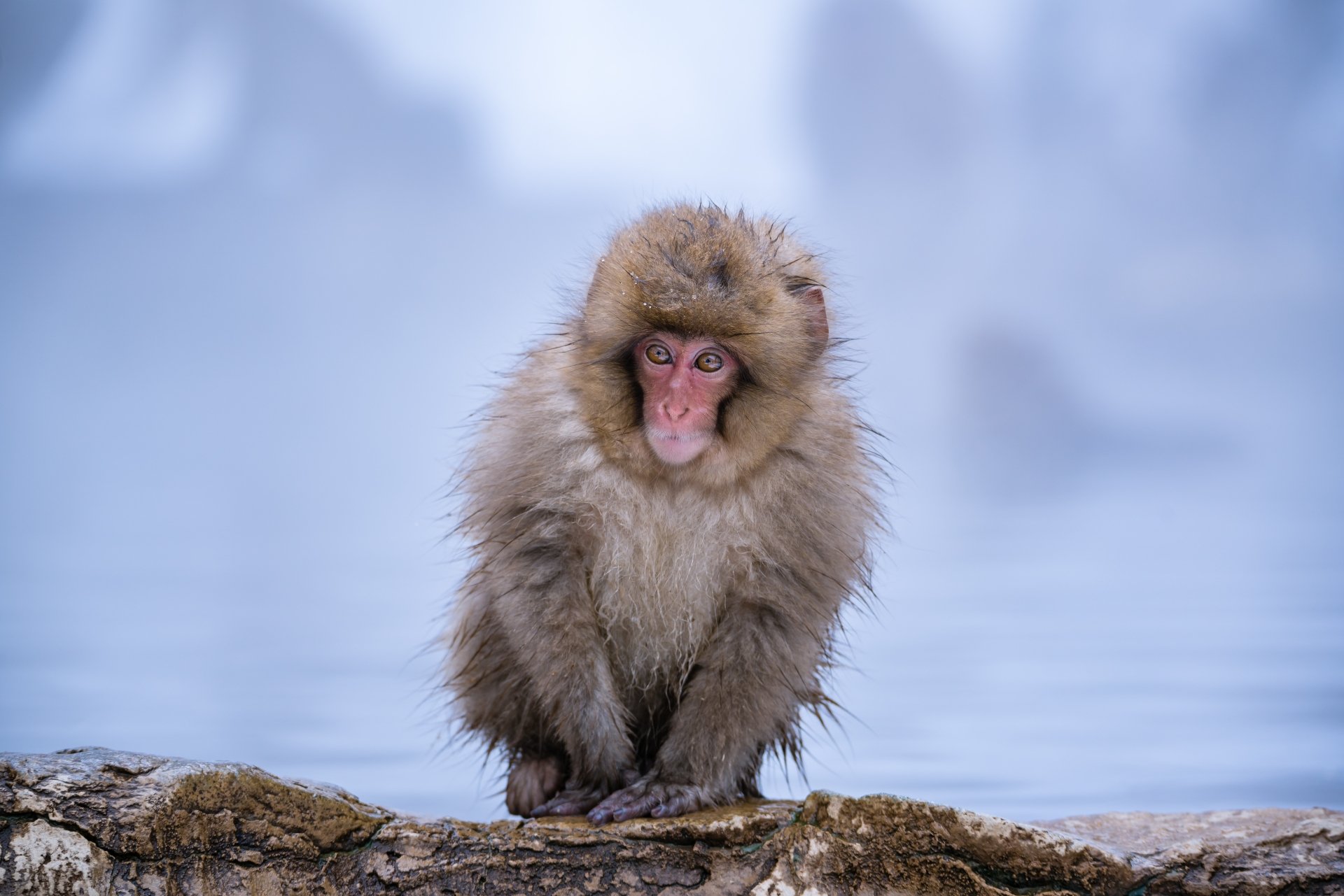 Download Animal Japanese Macaque Snow Monkey 4k Ultra HD Wallpaper