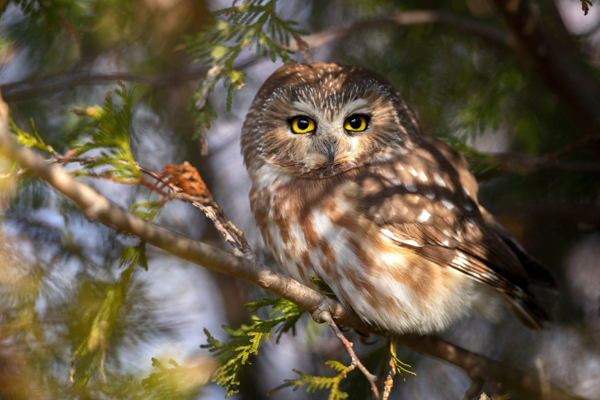 Download Animal Owl HD Wallpaper