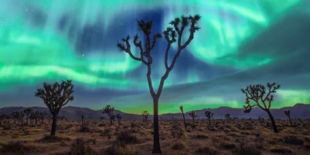 aurora borealis night nature Joshua Tree National Park HD Desktop Wallpaper | Background Image