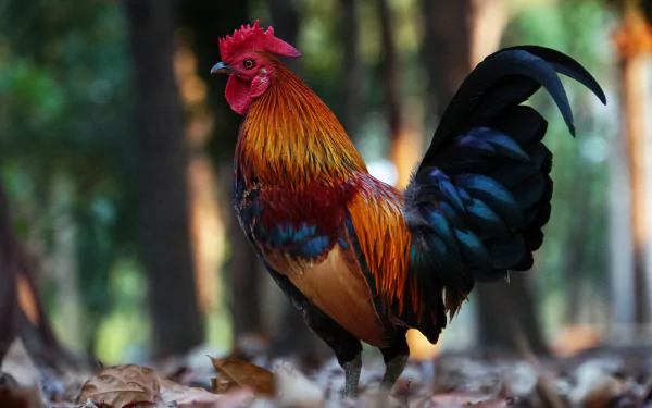 Animal rooster HD Desktop Wallpaper | Background Image