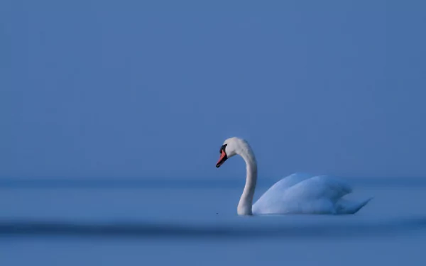Animal mute swan HD Desktop Wallpaper | Background Image