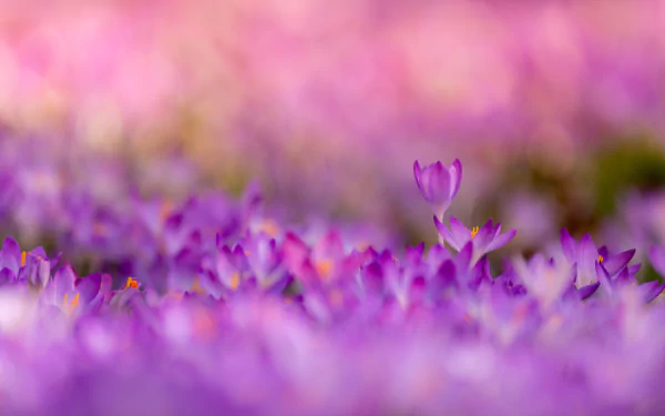 purple flower nature crocus HD Desktop Wallpaper | Background Image