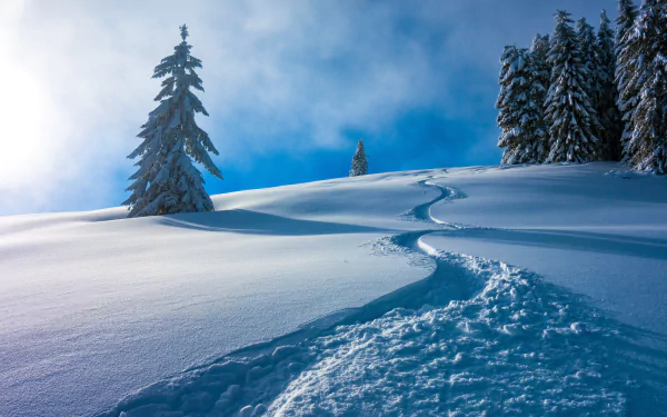 Snow-covered landscape in Austria with a winding trail through fresh winter snow, framed by tall, frosted trees under a clear blue sky, captured in 4K Ultra HD.