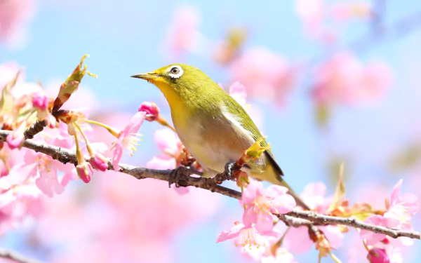 Animal Japanese white-eye HD Desktop Wallpaper | Background Image