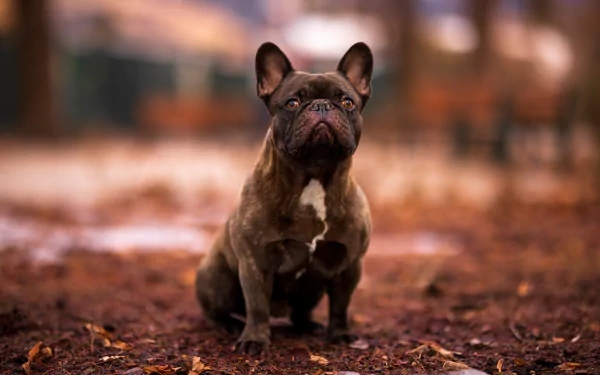Animal french bulldog HD Desktop Wallpaper | Background Image