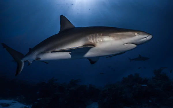 Animal shark HD Desktop Wallpaper | Background Image