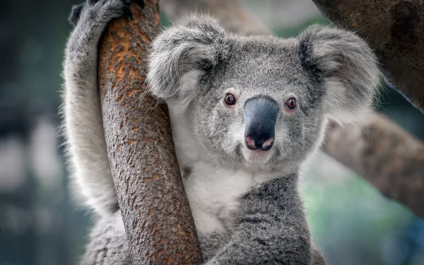 Close-up of a koala clinging to a tree, captured in sharp detail as a 4K Ultra HD PC desktop wallpaper featuring the animal in its natural habitat.