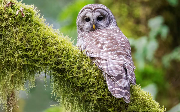 Animal barred owl HD Desktop Wallpaper | Background Image