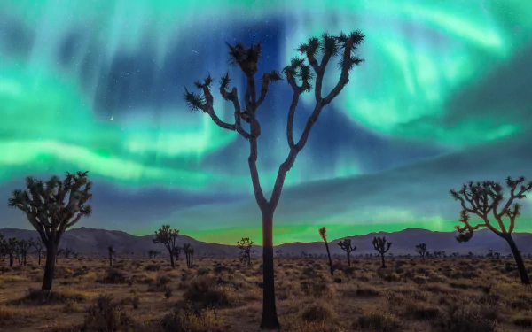 aurora borealis night nature Joshua Tree National Park HD Desktop Wallpaper | Background Image