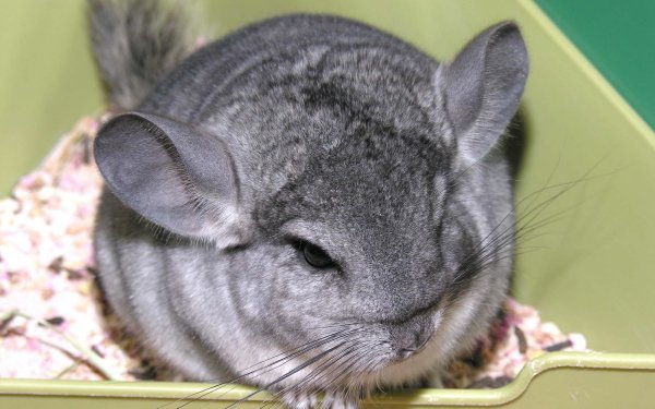 Wallpaper Abyss - HD Wallpapers, Background Images