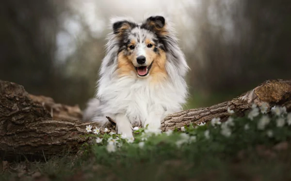 Animal shetland sheepdog HD Desktop Wallpaper | Background Image