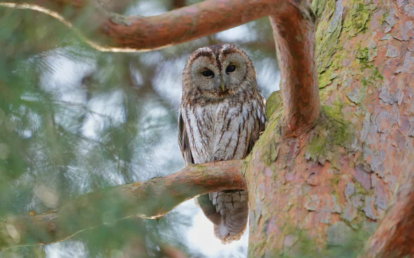 Animal owl HD Desktop Wallpaper | Background Image