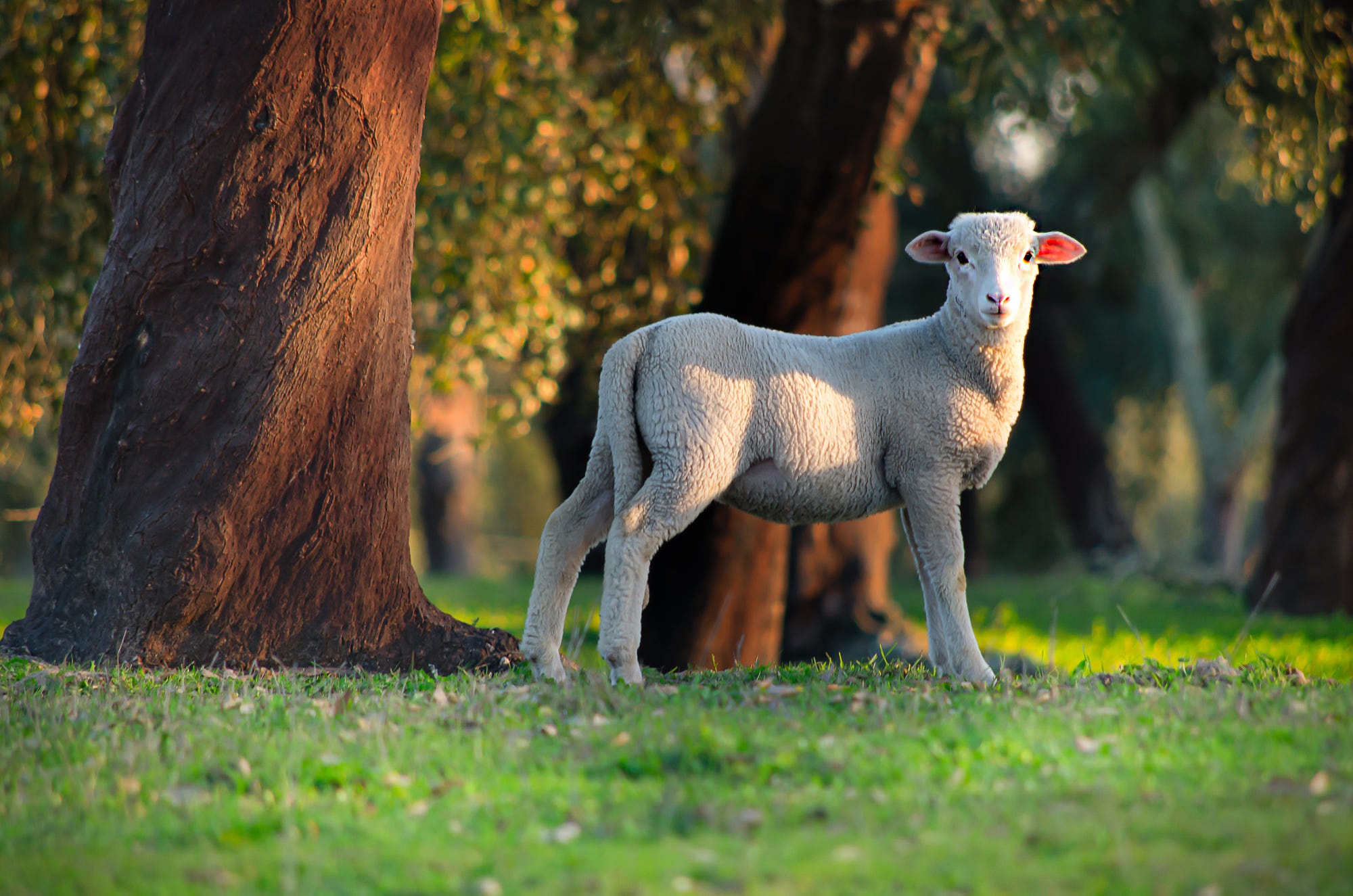 Animal Sheep HD Wallpaper