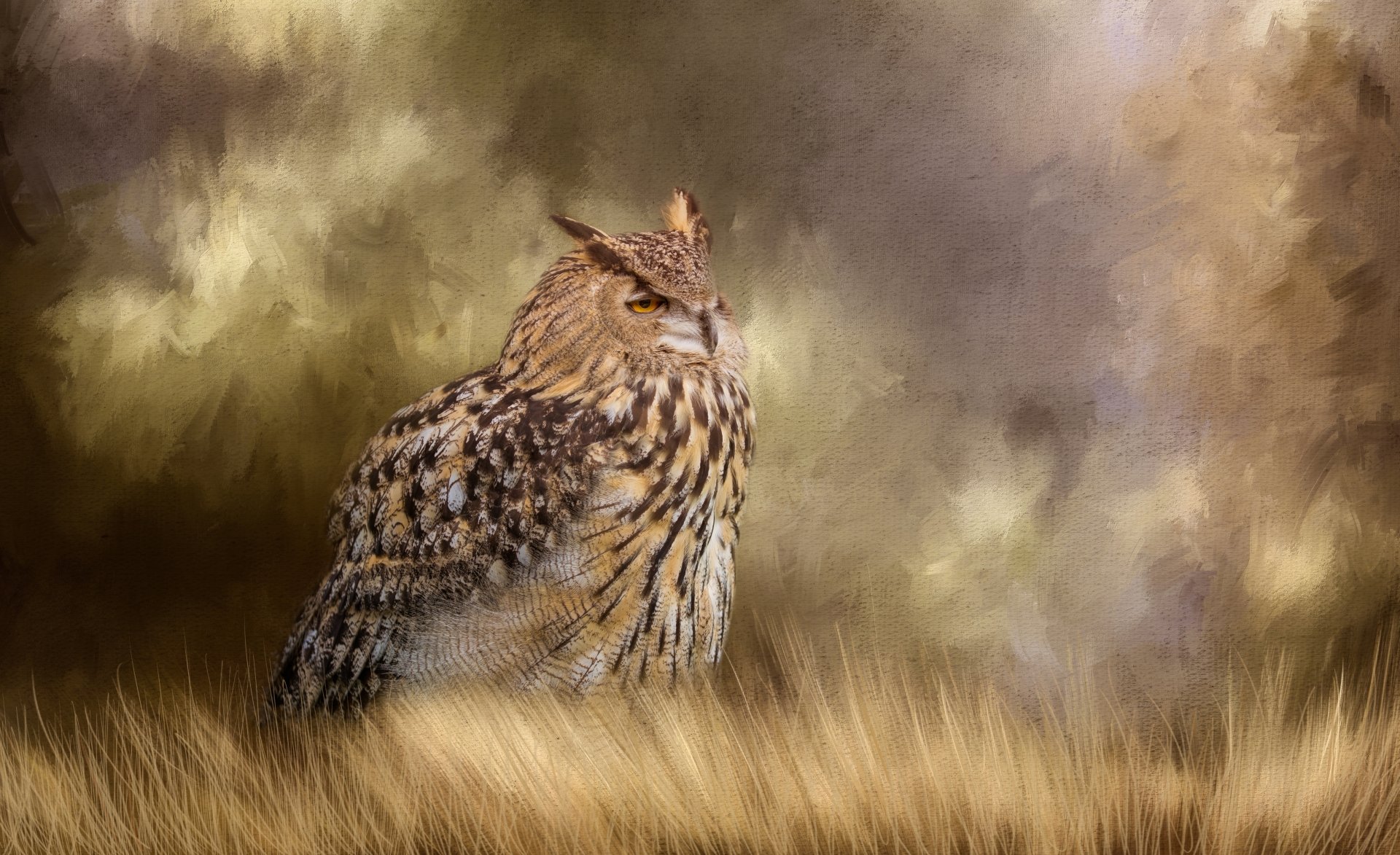 Download Animal Owl 4k Ultra HD Wallpaper