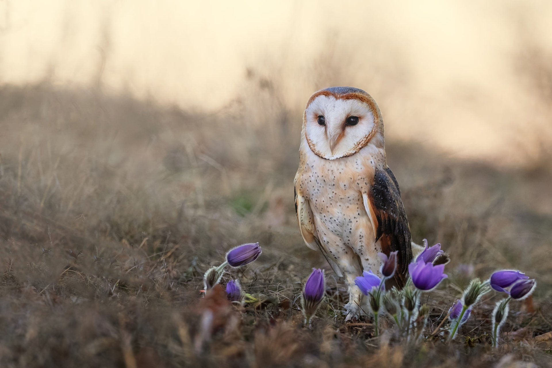 Download Animal Barn Owl HD Wallpaper