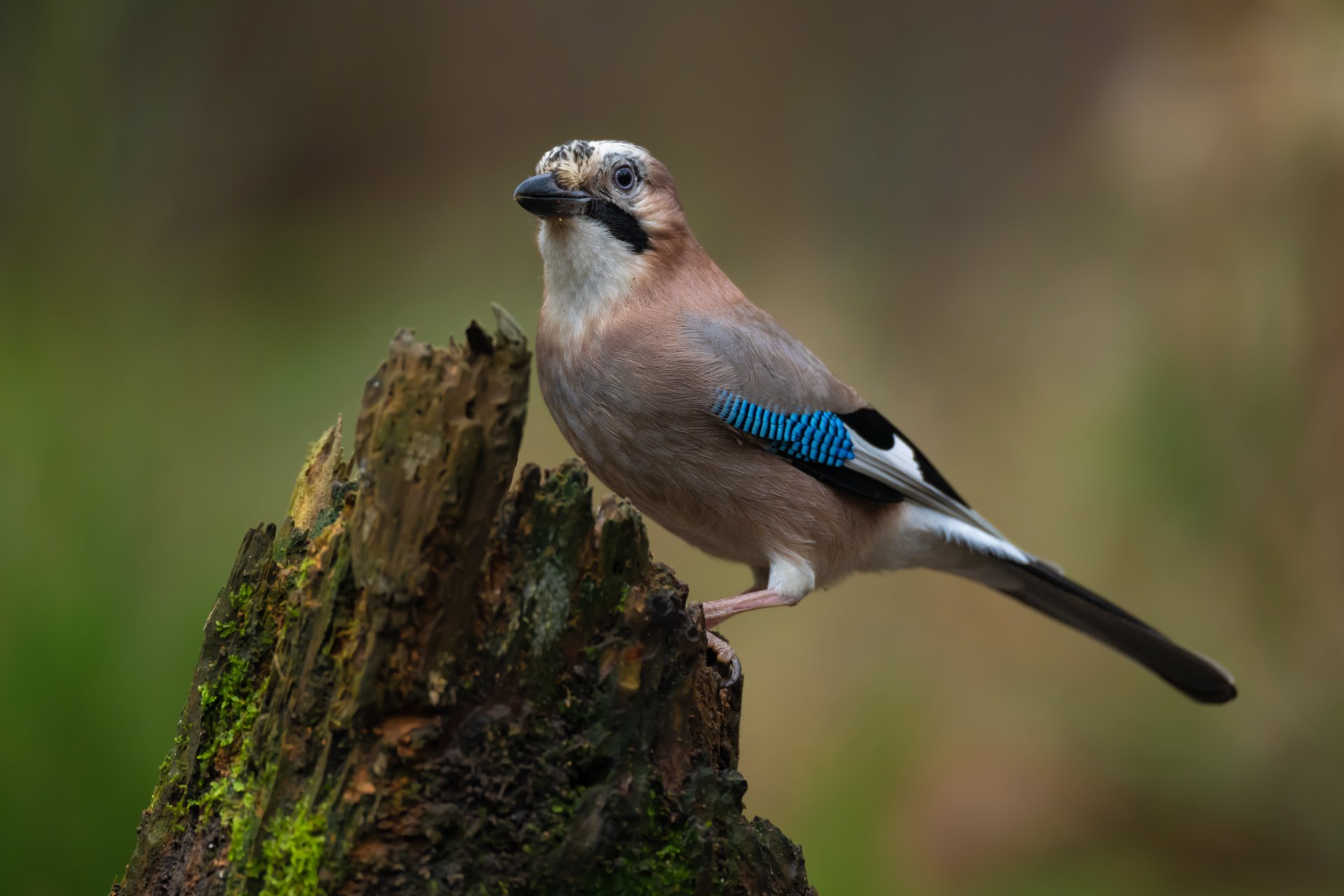 Download Animal Eurasian Jay 4k Ultra HD Wallpaper