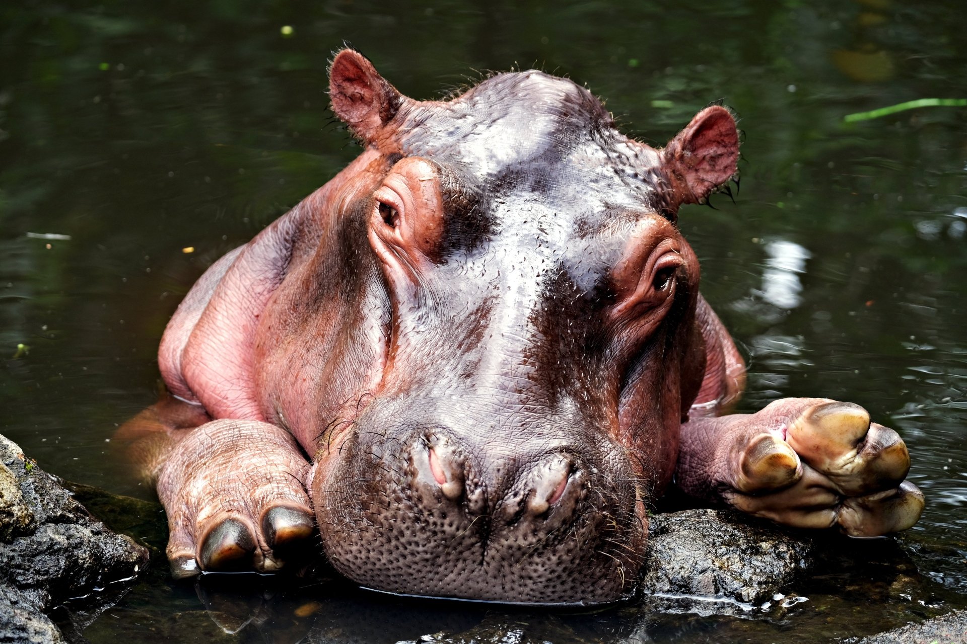 Animal Hippo 4k Ultra HD Wallpaper