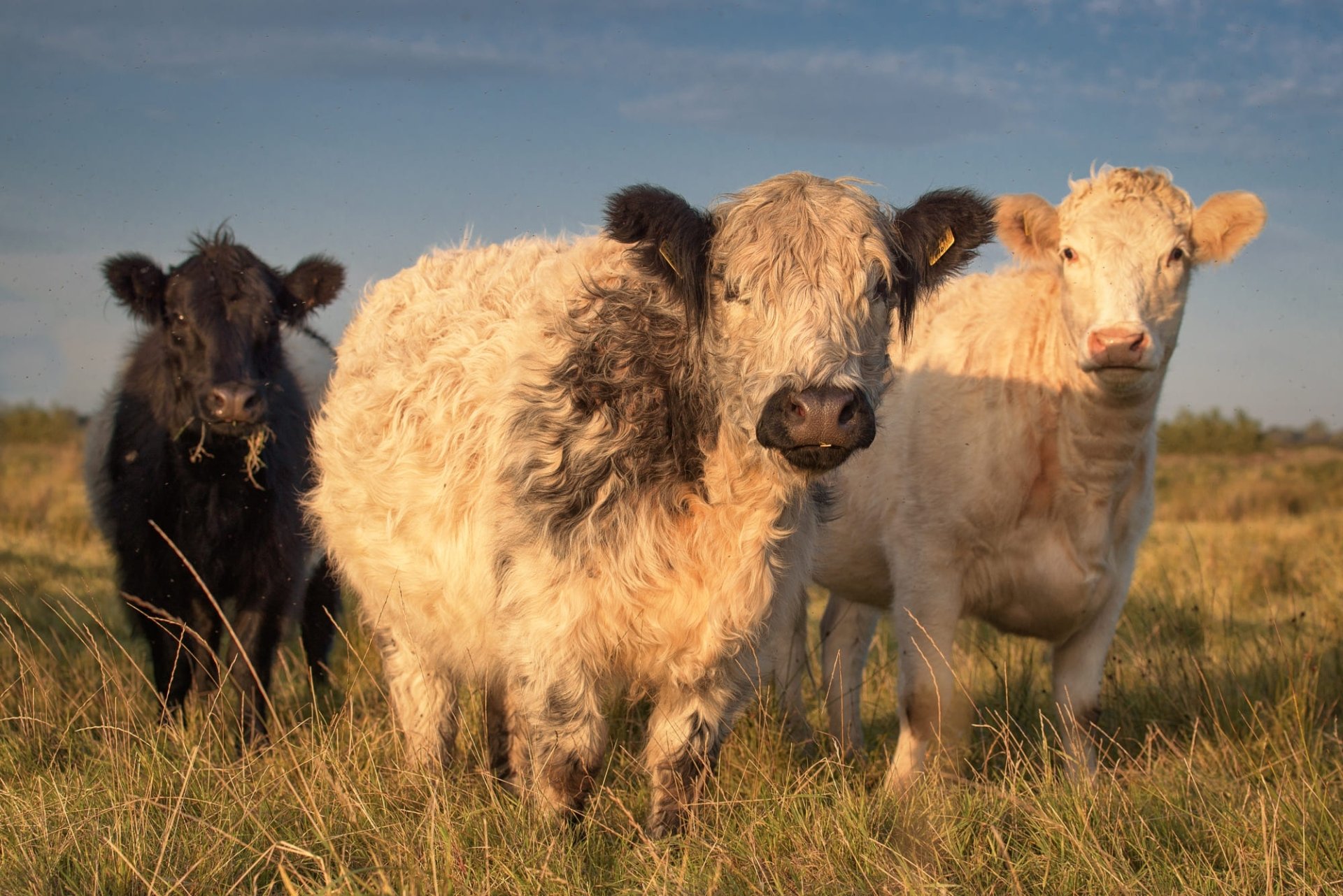 Download Animal Cow HD Wallpaper