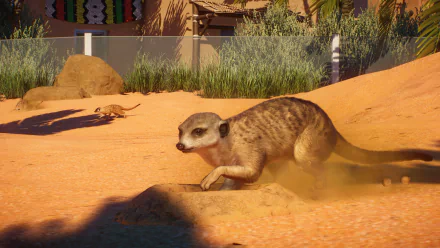 meerkat video game Planet Zoo HD Desktop Wallpaper | Background Image