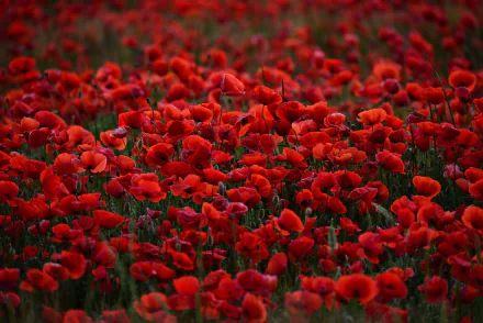 HD PC desktop wallpaper background: a dense field of vibrant red poppies in nature, close-up blooms filling the frame.